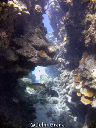 Roatan Reef by John Grana 